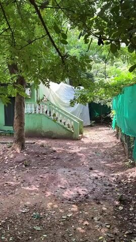 The video shows a view of a yard with a small building covered in white plastic sheeting. A set of stairs leads up to the building. There is a tree in the foreground, and the ground is covered in dirt and leaves. There is a wooden table and stools in the yard, and an orange bucket. The environment appears to be outdoors with trees and foliage.