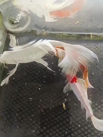 A short video clip shows several koi fish swimming in an aquarium. Two white koi fish with flowing fins are prominently featured, one of which has a large red patch on its back. An orange and white koi fish is also visible swimming above the white fish. The aquarium appears to have a black, gridded bottom. The water is clear, and small bubbles are present.