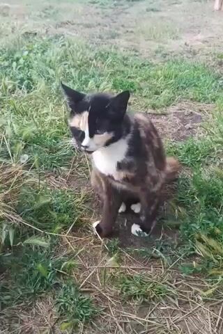 A tortoiseshell cat is sitting in grass and scratching itself. The cat has patches of black, white, and orange fur. The grass is green and brown, and the ground is dirt.