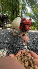 Hand-feeding a Muscovy duck in Choeng Thale