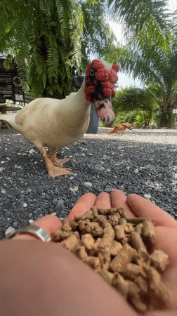 Hand-feeding a Muscovy duck in Choeng Thale
