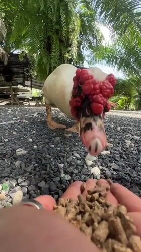 Hand-feeding a Muscovy duck in Choeng Thale
