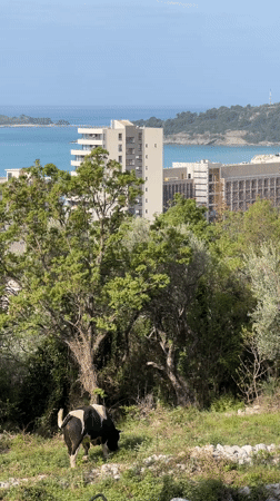 Morning scenes: cow grazing, man smoking in Rafailovići