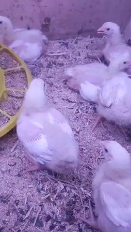 The video shows a group of young chickens in a pen. The chickens are light-colored with some pinkish hues. They are standing on a bed of wood shavings. A yellow chicken feeder is visible on the left side of the frame. The lighting in the pen appears to be warm, casting reddish tones on the scene. Some of the chickens are looking towards the camera, while others are facing away or looking down. The chickens appear to be healthy and active. There are no people or other animals visible in the video. The environment seems to be an indoor enclosure designed for raising poultry.