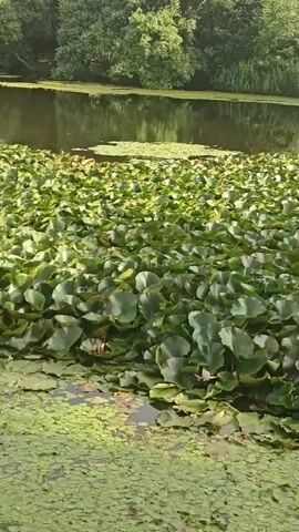 A slow pan reveals a calm body of water, densely covered with large, green lily pads. In the foreground, tall green reeds grow along the edge of the water. The background consists of lush, green trees and foliage, with a cloudy sky overhead. The overall impression is of a peaceful, natural wetland environment.