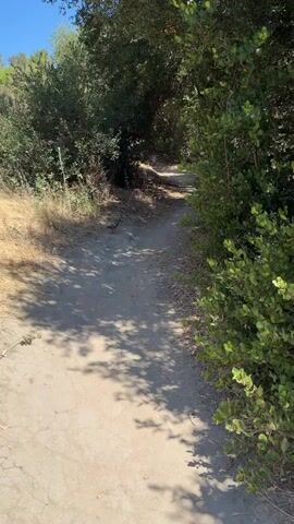 The video shows a dirt path winding through trees and brush. Sunlight filters through the leaves, casting dappled shadows on the path. A bird is visible on the path in the distance, and the overall impression is of a serene, natural setting.