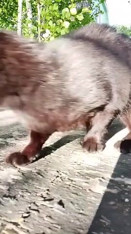 A black cat walks across a wooden surface. The cat has a long tail and is facing to the right. In the background, there are trees and a house. The video is shot from a low angle, and the cat is in focus.