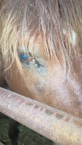 A person interacts with animals in a stable. The video opens with a close-up of a brown horse's eye and face, showing its shaggy mane and a white spot near its temple. The horse's nostril moves, and a hand reaches in to pat its nose. The camera then pans right and down, revealing a rusted metal bar, then up and to the right, showing two black-and-white cows in an outdoor pen behind a metal gate tied with blue string. The cows have ear tags and are seen from their heads to their shoulders.