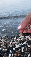 Person collects white seashells on Golan beach