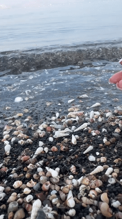 Person collects white seashells on Golan beach