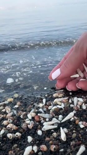 Person collects white seashells on Golan beach