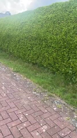 The video presents a panning shot of a quiet residential area in Lachendorf, Germany, on an overcast day. The camera moves along a red brick-paved path, laid in a herringbone pattern.

Initially, a long, tall green hedge borders the right side of the path, with a narrow strip of grass and a small wooden post visible at its base. As the camera pans right, a large, leafy green tree comes into view on the right, with several houses with dark tiled roofs and brick facades discernible in the background, nestled among more hedges and trees. The brick path continues straight into the distance, flanked by more greenery and houses.

Towards the end of the video, a tall, dense evergreen bush stands prominently on the left side of the path, partially obscuring a metal utility box behind it. Another house with a dark roof and surrounding hedges can be seen in the background. No people are visible in the scene. The overall impression is one of a well-maintained, suburban environment.