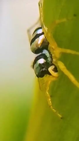 A close-up video shows a small spider with a shiny, metallic-looking body and black and silver stripes on its abdomen. The spider has bright yellow legs and is positioned on a green leaf. The spider is actively moving, its legs twitching as it navigates the surface of the leaf. The background is blurred, emphasizing the spider and its immediate environment. The lighting appears to be natural, highlighting the intricate details of the spider's body and the texture of the leaf.