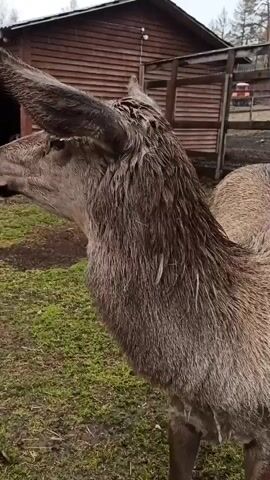 The video shows a medium shot of a wet deer standing on a patch of green grass on a cloudy day. The deer has a long, slender face with large ears. Its fur is thick and matted down from the rain.  Behind the deer is a rustic-looking wooden shed with a dark opening. A fence and some trees are also visible in the background. The camera slowly pans around the deer, bringing its face closer to the viewer. The deer looks directly at the camera at times.