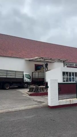A man in a cap, dark shirt, and light pants is shoveling dried sugar cane stalks from the back of a truck into a mill. The truck is parked under a metal-roofed area attached to a white building with a red tile roof. Another truck is parked nearby.  The mill is located inside the building through a red-framed doorway. The scene is filmed outdoors on an overcast day.