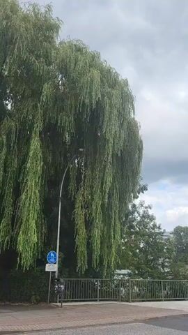 The video shows a large weeping willow tree with long, drooping branches. The tree is positioned on the left side of the frame, with a street lamp and a couple of street signs in front of it. The signs include a blue circular sign with a bicycle symbol and a white rectangle below it, and a red circular sign with a horizontal bar. There is also a metal railing and some foliage in the background. The sky is overcast. The camera appears to be stationary, or moving very slowly, capturing a static scene. The overall impression is of an urban or suburban environment with a prominent natural element.