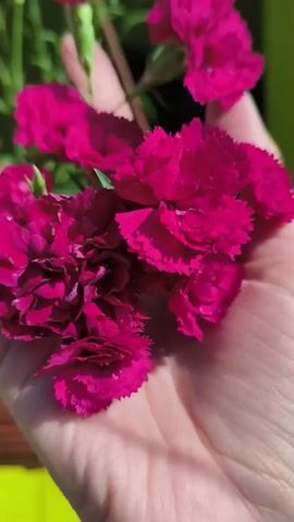 A close-up shot shows a hand holding several bright pink carnations. The flowers are in full bloom, with delicate, ruffled petals. The hand appears to be gently cupping the flowers, as if presenting them or admiring them. In the background, out of focus, is a blurred green plant, possibly the source of the carnations, and a hint of a brightly colored object, possibly a fence or wall. The lighting suggests it is daytime, with sunlight casting soft shadows.