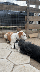 Two dogs interact on hexagonal-tiled patio in enclosed area