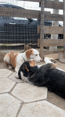 Two dogs interact on hexagonal-tiled patio in enclosed area