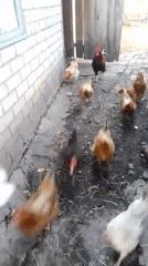 Chickens, a rooster, a dog, and a cat in a Ukrainian rural yard