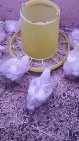 The media file shows a group of young chicks gathered around a yellow feeder. The chicks are small and fluffy, with white and light brown feathers. They are pecking at the feed from the feeder.

The scene appears to be indoors, possibly in a coop or barn, with a concrete or dirt floor covered in bedding material like wood shavings or straw. The lighting is artificial and casts a purple hue over the scene, making it difficult to determine the time of day or any specific weather conditions.

The chicks seem to be healthy and actively feeding. There are no people visible in the media file. The environment appears to be a farm or an agricultural setting, given the presence of the chicks and the feeder. The setting is rustic and functional, designed for raising poultry. No text is visible in the media file.