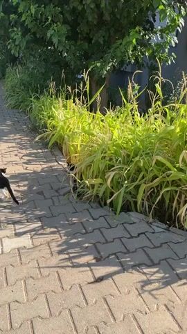 A calico cat is partially hidden amongst tall green corn stalks lining a paved walkway. The sun casts shadows on the walkway. Trees and a building are visible in the background.