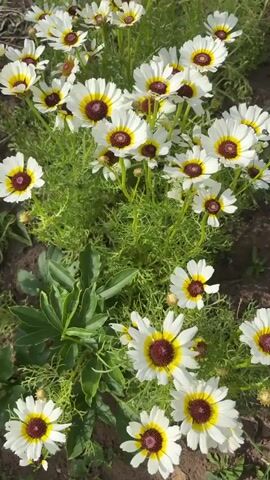 The video displays a close-up, vertical shot of a cluster of white daisies with yellow centers and dark maroon rings. The flowers are in full bloom and appear to be growing outdoors in loose soil. The greenery of the plants and other foliage is visible in the background. The lighting suggests it is daytime.