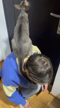 Everyday moments captured in Boreti: cat on back, elevator selfie