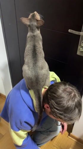 Everyday moments captured in Boreti: cat on back, elevator selfie