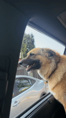 Dog enjoys car ride with head out window in Mexico