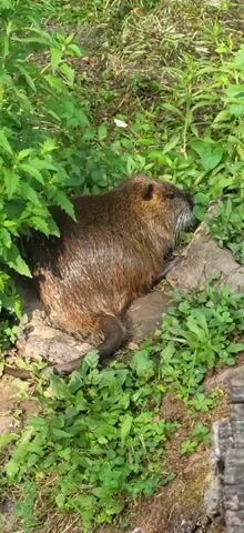 A nutria, a large rodent, rests on a rocky bank surrounded by lush green foliage. The animal is facing right, its fur a rich brown color, and its whiskers are prominent. The sun appears to be shining, casting dappled light on the scene and highlighting the wetness of the nutria's fur, suggesting it may have recently been in the water. The environment is natural and appears to be a waterside location, possibly a riverbank or pond, given the presence of aquatic plants in the background. The overall impression is one of a peaceful, natural encounter with wildlife. There is no visible text in the media file.