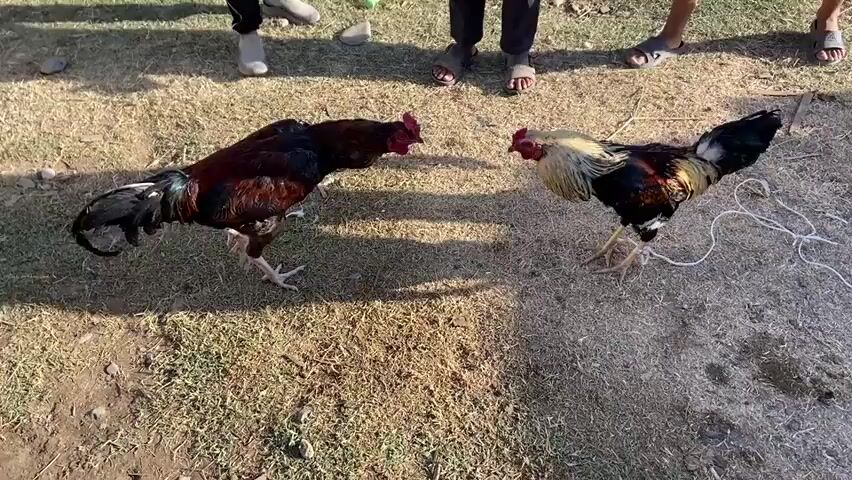 The video shows a group of people, likely young males, gathered in an outdoor, grassy area. Two roosters are the central focus, appearing to be involved in a cockfight. One rooster is dark-colored with red and maroon feathers on its body, and the other is predominantly dark with some red and iridescent plumage. They are tethered by ropes to their legs. In several frames, the roosters are seen facing each other aggressively, with their wings spread. Some of the individuals are leaning in, observing or potentially participating in the activity. One person is holding a rooster, adjusting its position. The ground is covered with dry grass and scattered stones. The lighting suggests it is daytime, possibly outdoors in a rural or informal setting.