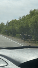 Cow crosses highway near Bezozernoe, Russia