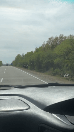 Cow crosses highway near Bezozernoe, Russia