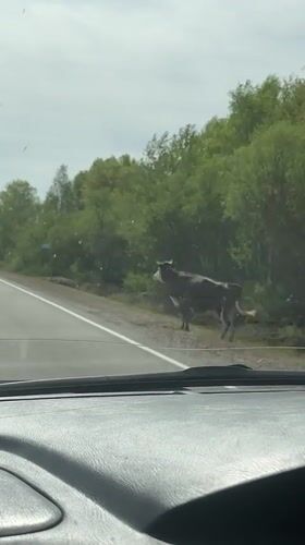 Cow crosses highway near Bezozernoe, Russia