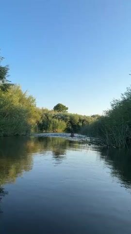 A person is swimming in a narrow river. The river is surrounded by lush green vegetation. The sky is clear blue. The water is calm and reflects the surrounding trees. The person is visible in the middle of the river.