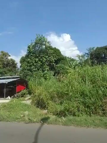 The video shows a roadside view of a rural area with lush greenery and a bright blue sky. The camera pans from left to right, revealing a small building with a red facade, surrounded by trees. Further along, there are banana trees and other vegetation. The road appears to be paved, and there are power lines visible. The overall impression is of a tropical or subtropical environment on a sunny day.