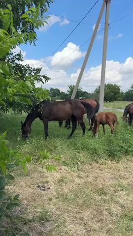 A herd of horses is grazing in a grassy field under a blue sky with white clouds. In the foreground, a dark brown horse with a white blaze on its forehead is eating grass. Behind it, several other horses are visible, including a foal. In the background, there are trees, a power line pole, and some buildings. The overall scene is peaceful and pastoral.