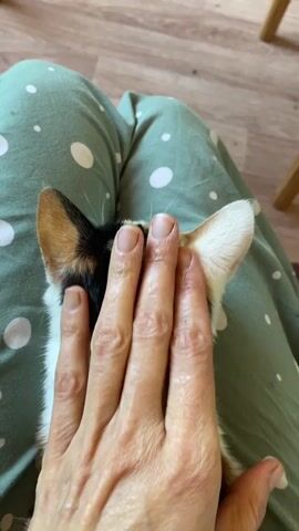 A person's hand is gently petting the head and neck of a calico cat that is sitting in their lap. The cat is facing away from the camera, and the person's hand is moving from the top of the cat's head down its neck. The person is wearing green polka dot pajama pants. The background shows a wooden floor and the leg of a chair.