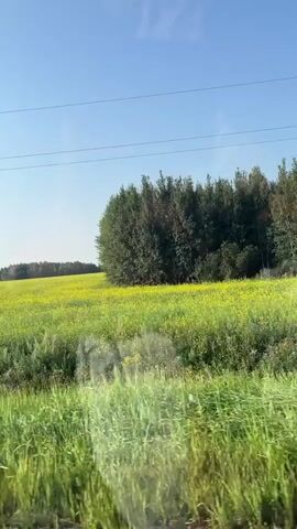 The video shows a view from a moving vehicle looking out at a rural landscape. The foreground consists of green grass and vegetation, with a dirt road visible on the right side of the frame. Beyond the foreground, a vast field of yellow flowers, likely rapeseed or canola, stretches across the horizon. A line of trees forms a dark green border along the far edge of the field, under a clear blue sky. Power lines are visible against the sky. The camera is looking out the side window of the vehicle, and there are reflections on the glass. The video is shot in daylight, and the sun appears to be shining. There are no people or animals visible in the video.