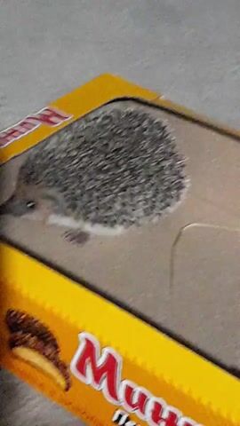 The video shows a close-up of a hedgehog inside a yellow box. The hedgehog is facing left and appears to be moving slightly. The box has some text and an image of a cookie on the side. The background is a plain gray surface.