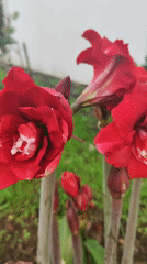 Blooming amaryllis flowers captured in Ponta Delgada garden