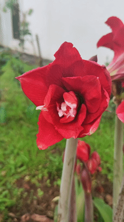 Blooming amaryllis flowers captured in Ponta Delgada garden