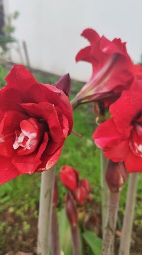 Blooming amaryllis flowers captured in Ponta Delgada garden