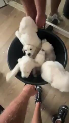 Here is a concise description of the video:

The video shows a black plastic tub full of seven or eight white, fluffy puppies being moved around inside a home. Two people are visible, one holding the tub and another standing nearby. The camera's point of view is from a person holding onto the tub. The surroundings include hardwood floors, a white-framed mirror, and parts of other furniture. The puppies are crowded inside the tub and appear curious about their surroundings.