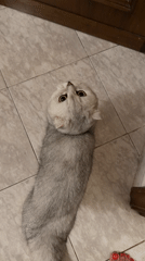 Scottish Fold cat at home in Rome, one quiet evening