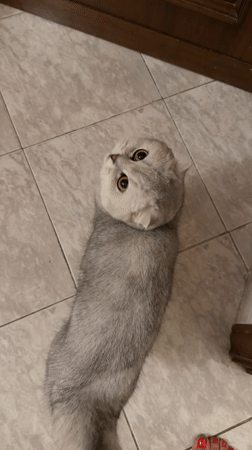 Scottish Fold cat at home in Rome, one quiet evening