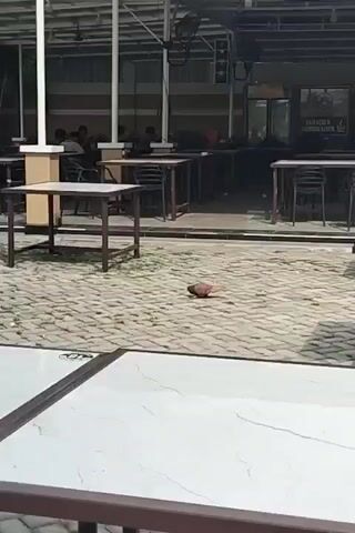 A brown pigeon walks on a paved ground in front of tables and chairs.