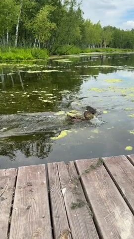 A group of ducks swim in a lake with lily pads and algae. The ducks splash and play in the water. A wooden dock is in the foreground. Trees and a blue sky with clouds are in the background.