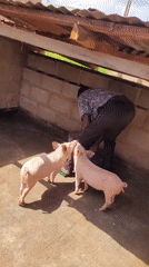 Morning pig farm chores in Bukuru, Nigeria